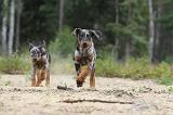 BEAUCERON - PUPPIES 072